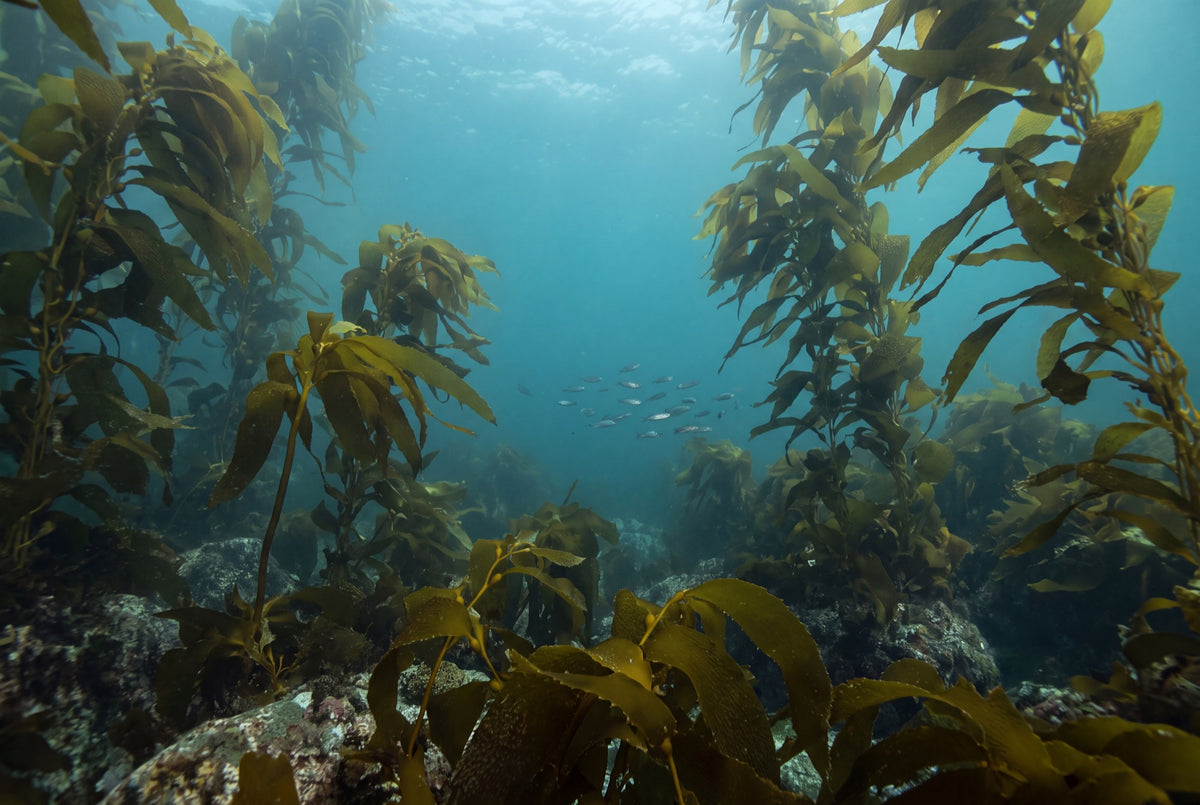 Healthy Ocean Habitats