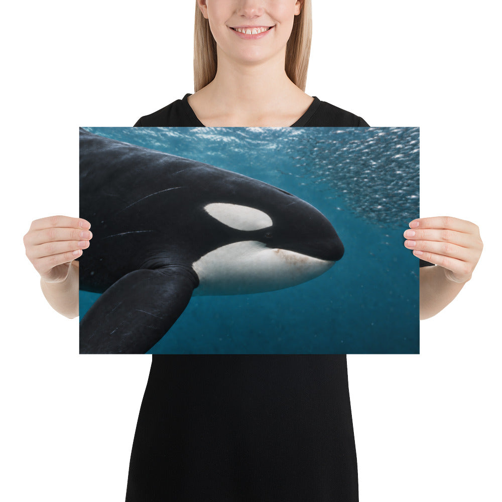 Person holding the Orca and Herring Small paper print, 18 inches wide by 12 inches high. Printful mockup.